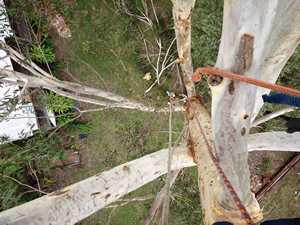 Noosa tree removal, arborist Noosa, In Touch Tree Services